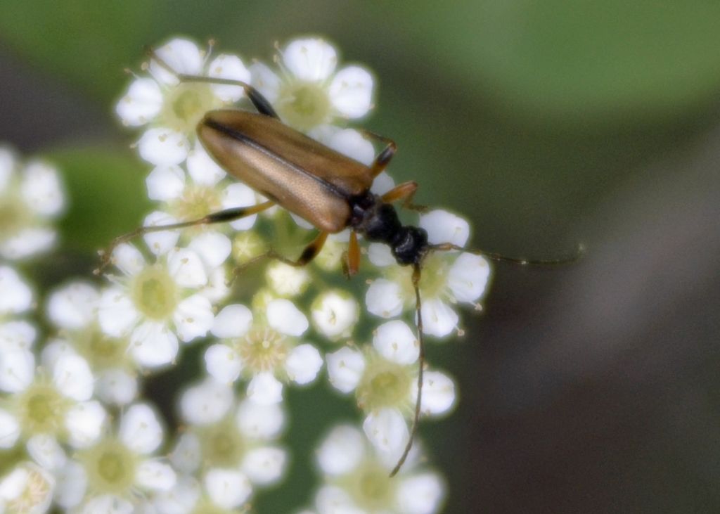 Cortodera femorata? No, Pidonia lurida (Cerambycidae)